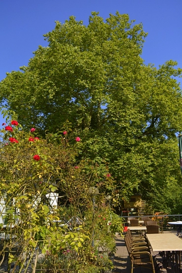 k-Hamfelde9.JPG