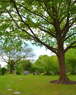 Südfriedhof Blick über Gräber mit 2 großen Bäumen