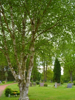 Südfriedhof Blick über Gräber mit Birke in Trittau