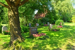 Gräber unter einem Baum auf dem Südfriedhof Trittau